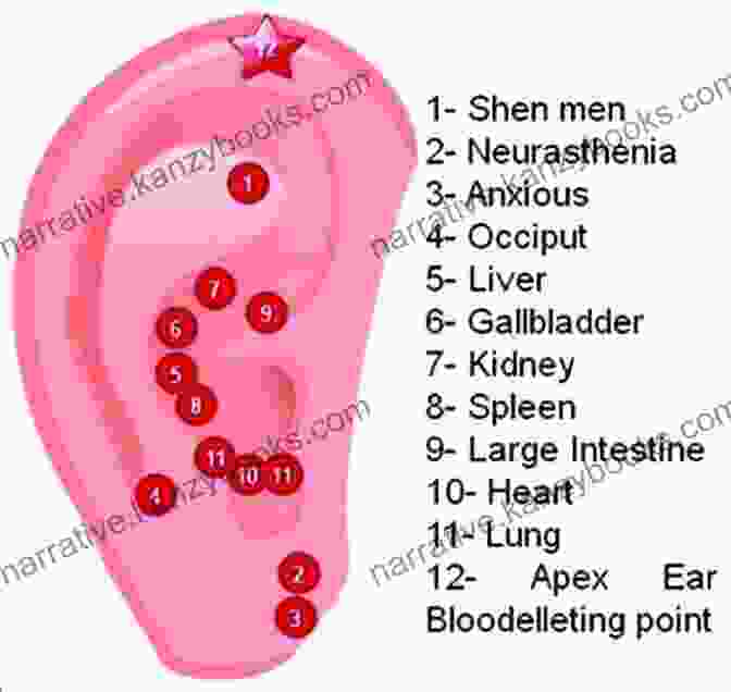 A Close Up Image Of The Ear, Highlighting The Primary Acupoints Used In Ear Acupuncture. Principles Of Ear Acupuncture: Microsystem Of The Auricle