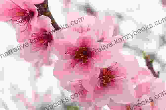 A Close Up Of A Cherry Blossom Flower In Full Bloom, With Its Delicate Petals And Vibrant Pink Color. The Symbol Of Japan: An To The Rites Of Imperial Accession