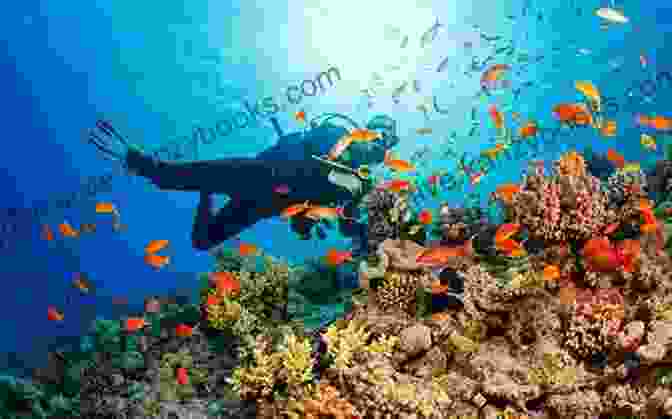 A Group Of People Engaged In Coral Reef Conservation Efforts Let S Explore Coral Reefs: Under The Sea For Kids (Children S Fish Marine Life Books)