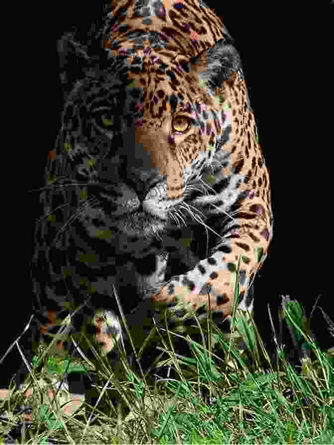 A Jaguar Lurking In The Shadows Of The Jungle, Its Piercing Gaze Sending Chills Down The Spine Jungle For Kids: Scary Animals Of The Jungle: Wildlife For Kids (Children S Animal Books)