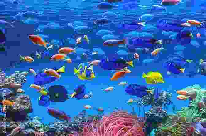 A School Of Colorful Fish Swimming Through A Coral Reef Let S Explore Coral Reefs: Under The Sea For Kids (Children S Fish Marine Life Books)