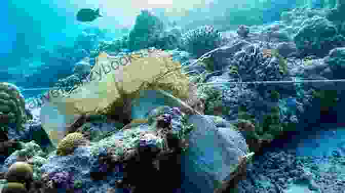 An Image Depicting Threats To Coral Reefs, Such As Pollution And Climate Change Let S Explore Coral Reefs: Under The Sea For Kids (Children S Fish Marine Life Books)