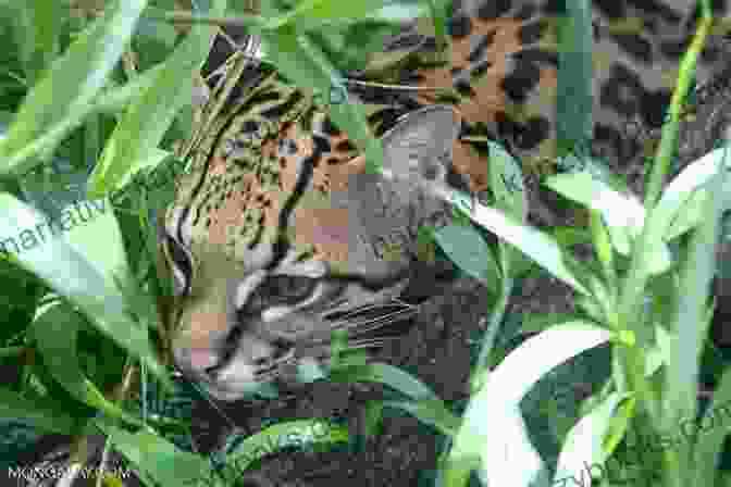 An Ocelot Stealthily Stalking Its Prey, Its Keen Senses And Lightning Fast Reflexes Honed For The Kill Jungle For Kids: Scary Animals Of The Jungle: Wildlife For Kids (Children S Animal Books)