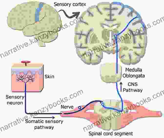 Complex Interactions Within The Nervous System Contribute To Pain Perception. WHAT IS APHASIA?: THE CAUSES TYPES SIGNS AND TREATMENTS