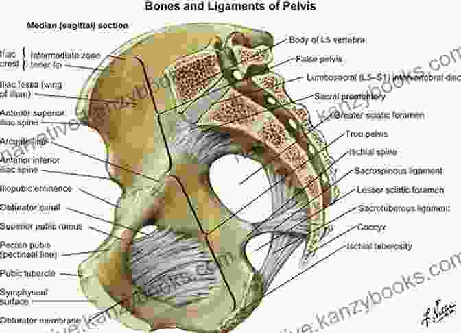 Diagram Of The Pelvic Root Endometriosis: It S Not In Your Head It S In Your Pelvis